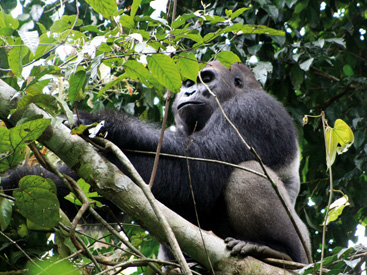 Zentralafrika, Kamerun: Rundreise - Gorilla-Mnnchen im Baum