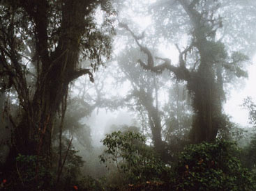 Zentralafrika, Kamerun: Rundreise - Urwald-Kulisse