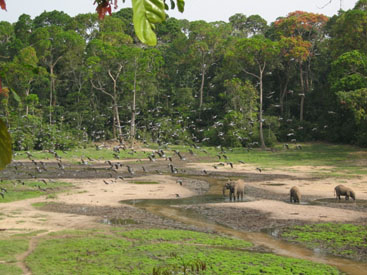 Zentralafrika, Zentralafrikanische Republik - Kongo: Naturparadiese im Kongobecken - Naturparadies